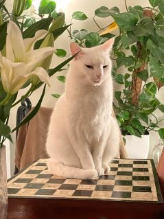 cat and chess set