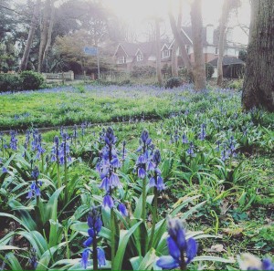 Bournemouth upper garden in spring