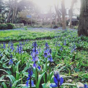 bluebells in Bournemouth garden