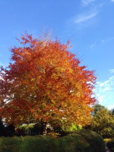 autumnal-tree-red-upper-gardens-bournemouth
