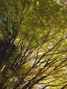 A walk in Bournemouth upper garden 5 autumnal-leaves-green-upper-gardens-bournemouth