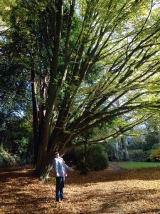 autumnal-tree-upper-gardens-bournemouth