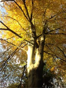 A walk in Bournemouth upper garden 3 Autumnal tree yellow Upper Gardens Bournemouth 1 e1479139932669