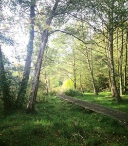 A walk in Bournemouth upper garden 7 the-wooden-track-in-bournemouth-upper-garden