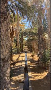Discovering Morocco Again: Stories, Flavors, and the People Who Inspire 7 date palm farm